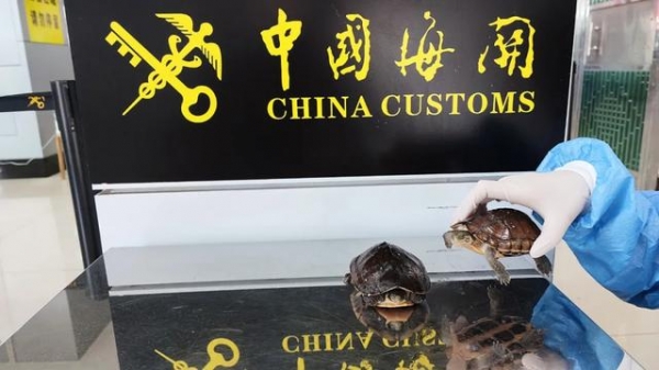 煲汤的乌龟竟是国家二级保护动物！海关在饭盒里发现两只活乌龟-4.jpg