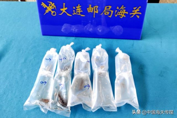 活体动物未经审批许可，禁止邮寄进境-1.jpg