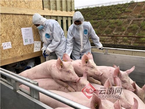 昆明海关积极保障种猪进口-1.jpg