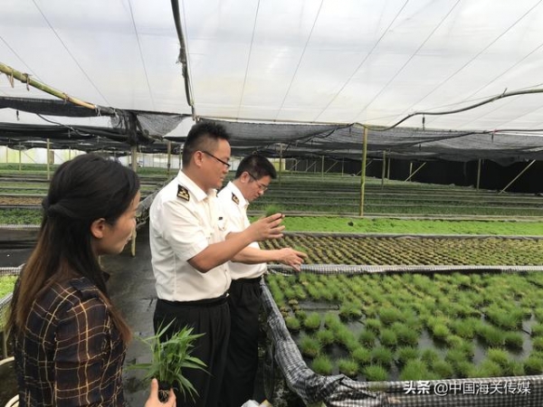 广州海关助力水草顺利出口欧盟-3.jpg