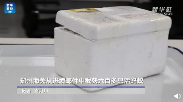 郑州海关从进境邮件中截获活蚂蚁，总数超600只，网友：细思极恐-1.jpg