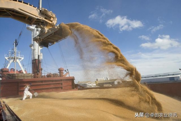 2020年10月中国玉米进出口分析-6.jpg