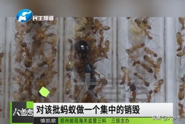 密恐慎入！郑州海关从入境邮件中查获600多只活蚂蚁-4.jpg