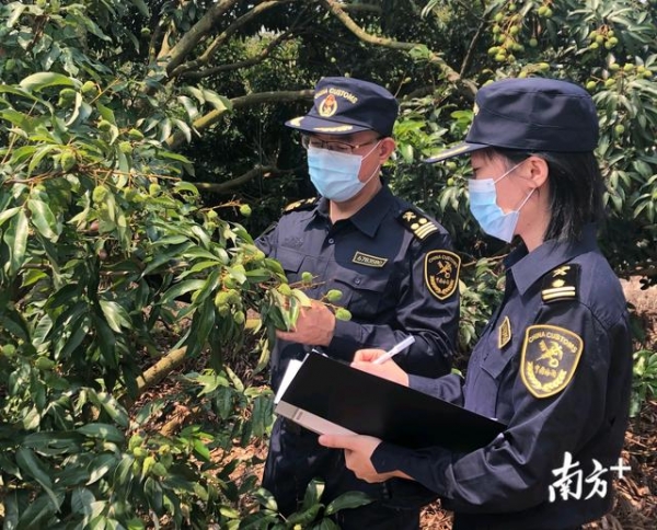 湛江海关助力17种粤西佳果首次走向世界-1.jpg
