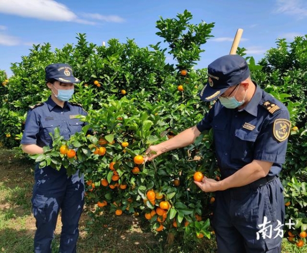 湛江海关助力17种粤西佳果首次走向世界-2.jpg