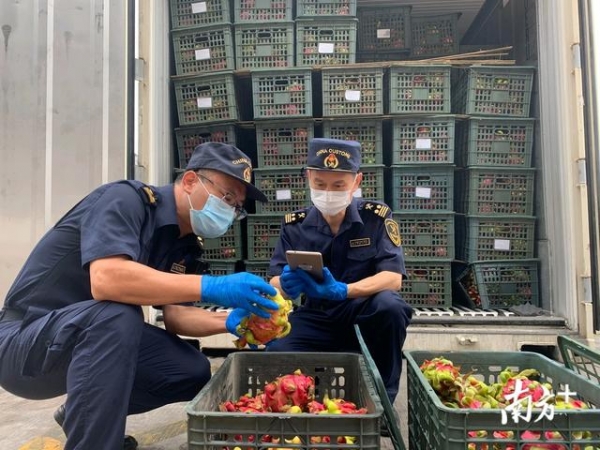 湛江海关助力17种粤西佳果首次走向世界-4.jpg