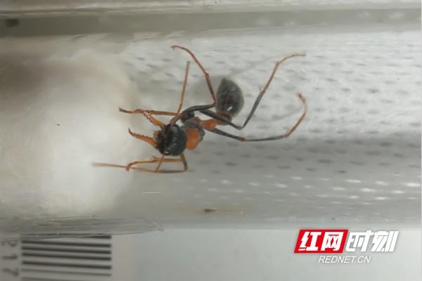 蚂蚁凶猛！长沙海关首次截获4种危险性活体蚂蚁-3.jpg