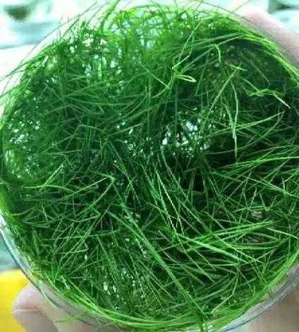 解读 | 种苗花卉出口那些事-10.jpg