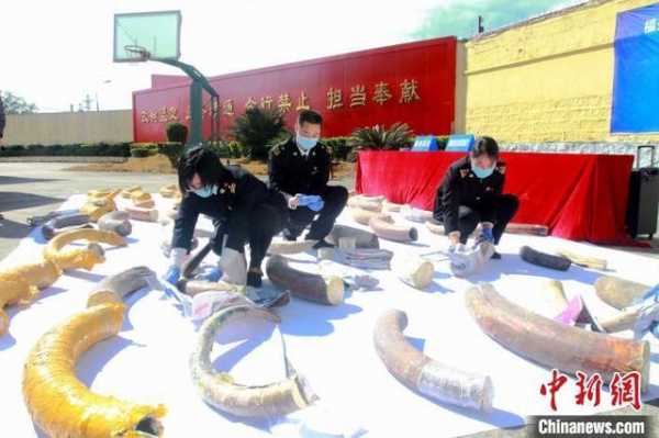 福州海关向福建省自然资源厅移交67件猛犸象牙化石-1.jpg