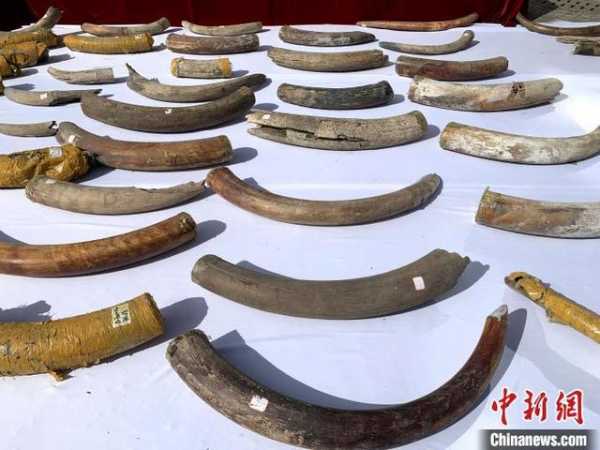 福州海关向福建省自然资源厅移交67件猛犸象牙化石-2.jpg