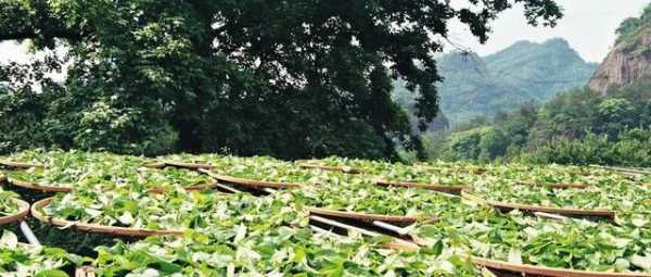 环球观茶 | 斯里兰卡2020年茶叶生产、进出口数据分析-5.jpg