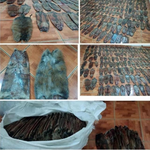 猎鹰和猴子—乌兹别克斯坦海关曾查获哪些走私物品？-6.jpg