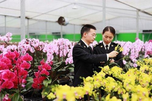 新春走基层｜海关关员助力“让花农欢喜过好年”-3.jpg