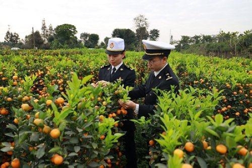 新春走基层｜海关关员助力“让花农欢喜过好年”-4.jpg
