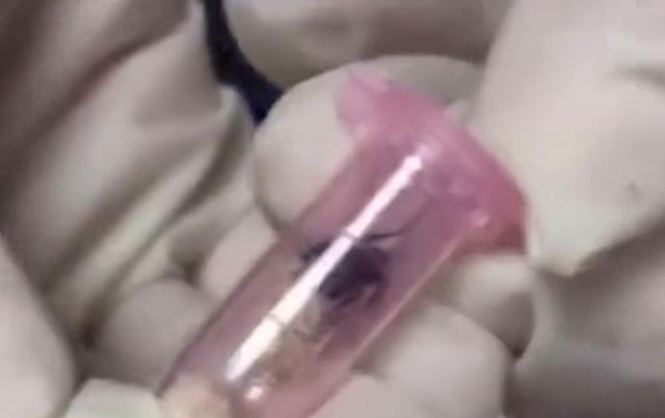 上海海关查获入境活体蚂蚁406只：已移交有关部门销毁-2.jpg