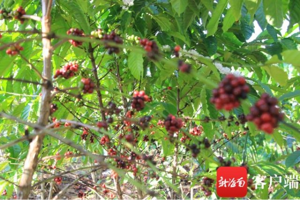 万宁两会 | 设立海关口岸货仓、打造世界最大的槟榔交易市场……万宁“十四五”蓝图这样勾勒-3.jpg