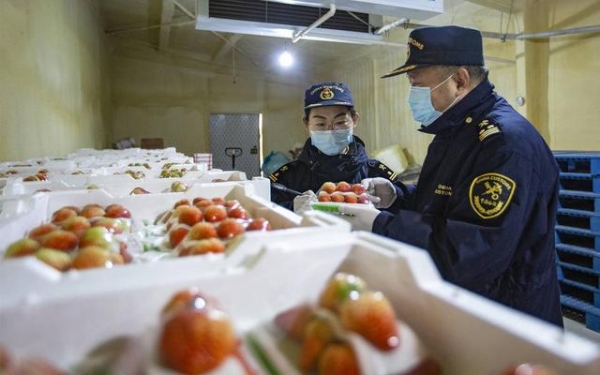 海关立报立检，东港草莓出口“秒通关”-1.jpg
