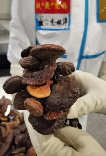 采“蘑菇”的大男人，背着一个大书包 成都海关：抓住-2.jpg