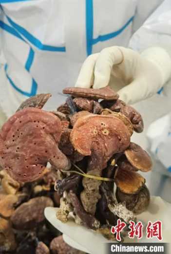 成都：旅客从柬埔寨回国携带1.6公斤野生干灵芝被海关查获-1.jpg