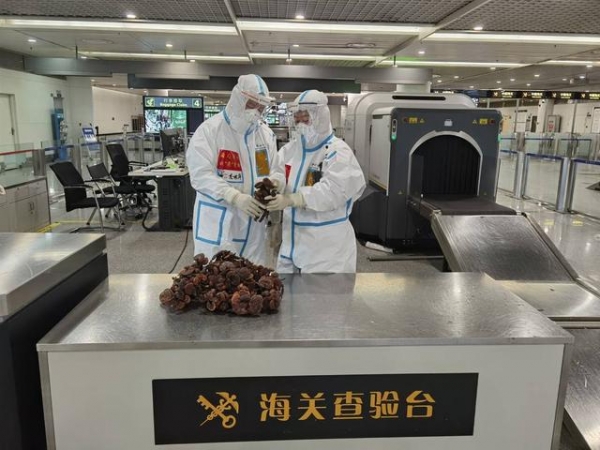 成都海关截获1.6千克野生干灵芝-1.jpg