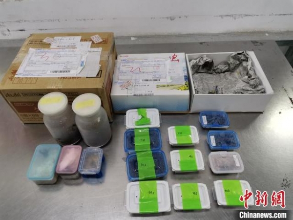 北京海关在邮政快件中连续截获活体甲虫4批次30只-2.jpg