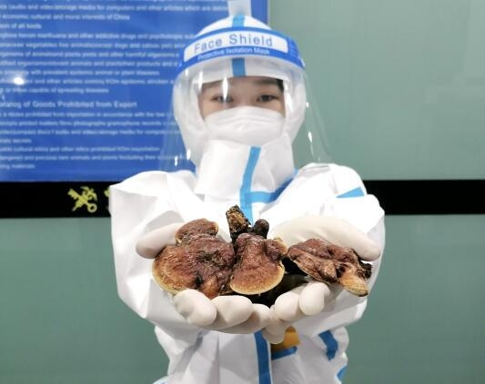 大连周水子机场海关查获违规入境干灵芝-1.jpg