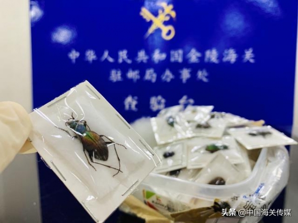 南京海关截获密封保存的66头昆虫标本-3.jpg