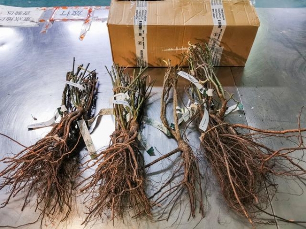 “配件”藏根茎！北京海关截获境外邮寄植物15株-2.jpg