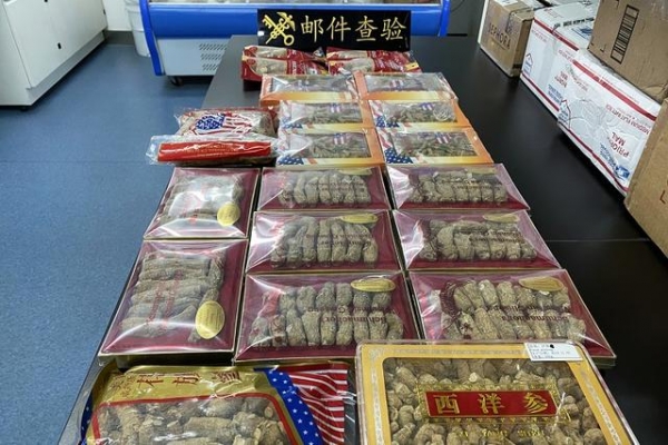 金陵海关驻邮局办事处今年已累计从进境渠道查获49袋西洋参-1.jpg
