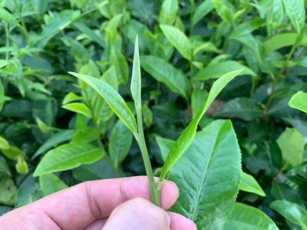 解读 | 一文读懂茶叶出口-2.jpg