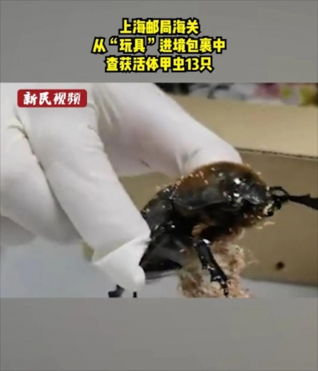 头皮发麻！蟑螂竟当成宠物网上售卖？上海海关截获的外来生物还不止这些-2.jpg