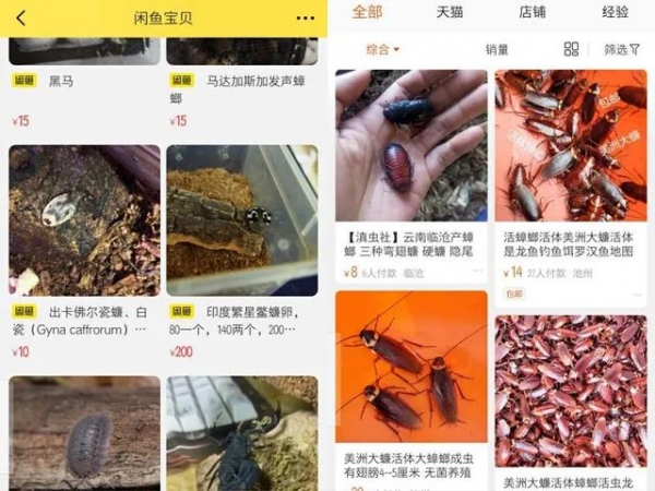 把蟑螂当宠物养，淘宝卖到100元一只！海关告诉你不可以-3.jpg