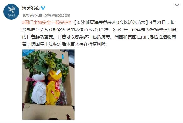 长沙邮局海关截获200余株活体苗木-1.jpg