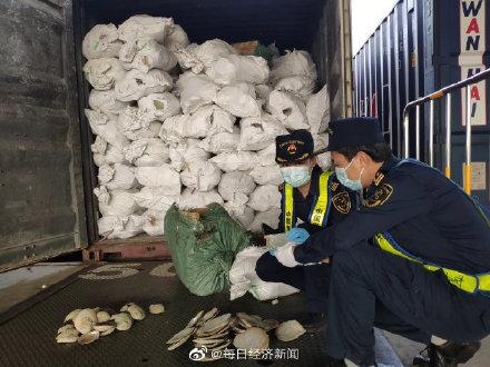 海关查获近17吨洋垃圾贝壳-1.jpg