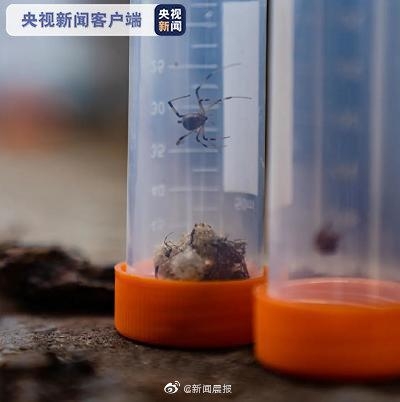 南通海关截获活体剧毒蜘蛛“寡妇蛛”及大量新鲜蜘蛛卵囊-3.jpg