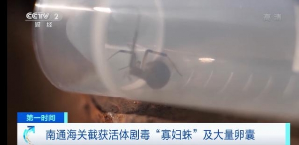 惊心！剧毒“寡妇蛛”被南京海关截获，送检当天孵出数百蜘蛛-2.jpg