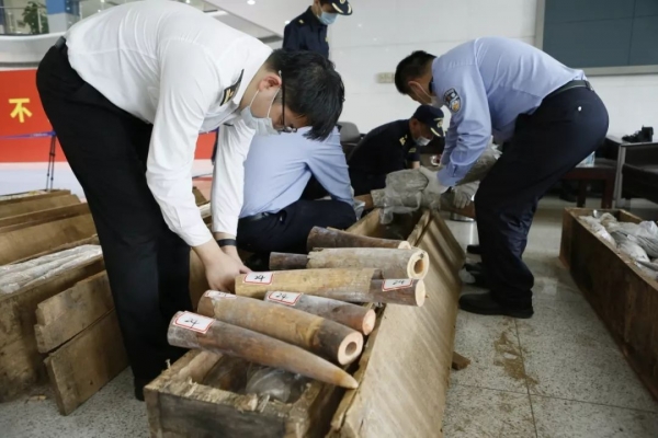 2748根!7.48吨!黄埔海关查获“1.17”特大象牙走私案w7.jpg