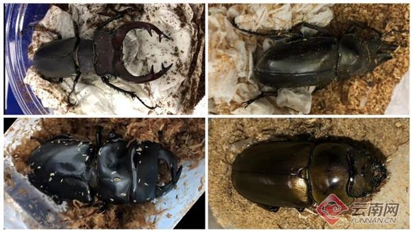 昆明海关在邮递渠道截获10只活体甲虫-2.jpg