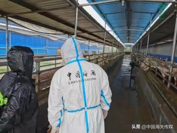 坚守工作在一线，不畏风雨海关人-13.jpg