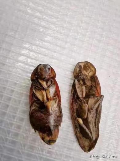 天津海关在进境空置集装箱中截获活体病媒生物-2.jpg