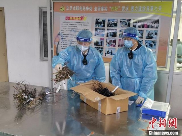 北京海关截获境外邮寄植物15株-1.jpg