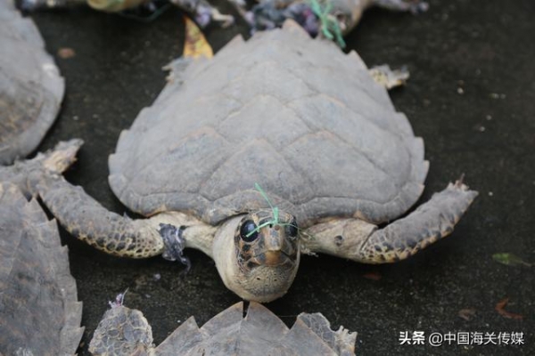 海关移交1.3吨濒危水生动物制品-2.jpg