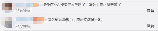 海关截获5只活体海格力斯长戟大兜虫，画面曝光，网友：鸡皮疙瘩掉一地-4.jpg