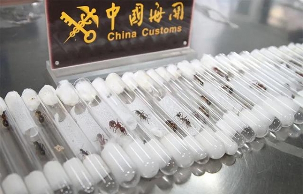 青岛海关查获38只非法入境强毒性活蚂蚁，部分为“世界上最危险蚂蚁”-1.jpg