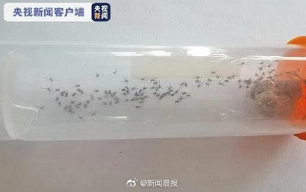 南通海关截获活体剧毒蜘蛛“寡妇蛛”及大量新鲜蜘蛛卵囊-4.jpg