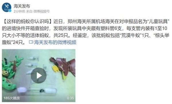 郑州海关所属机场海关在进境快件中截获25只活体蚂蚁-1.jpg
